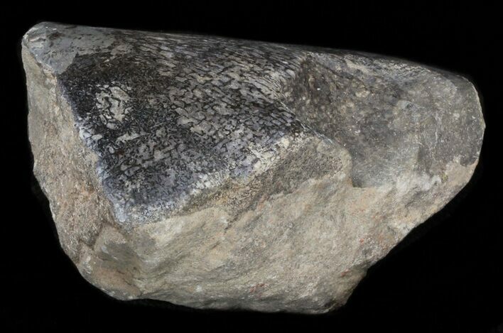 Polished Agatized Dinosaur Bone - Colorado #38338